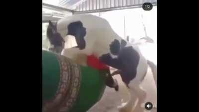 Kid almost raped by horse