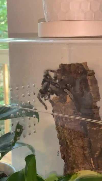 Clearly is not happy with the way I arranged her substrate