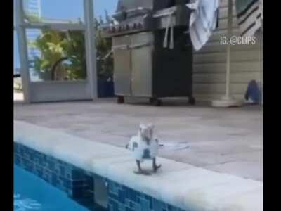 Parrot vs pool