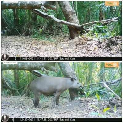 Pança/Prainha male is one of the largest jaguars I've seen. This comparative compilation with different prey items in his territory showcases how truly massive he is. Crossing our fingers he will be captured, weighed, and given a radio collar when field w