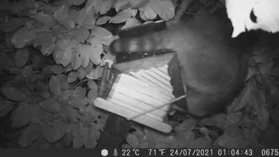 GigANTIC RaCcOOn dEsTrOYS FaMiLY HoME AnD KiLls alL rESIdENts