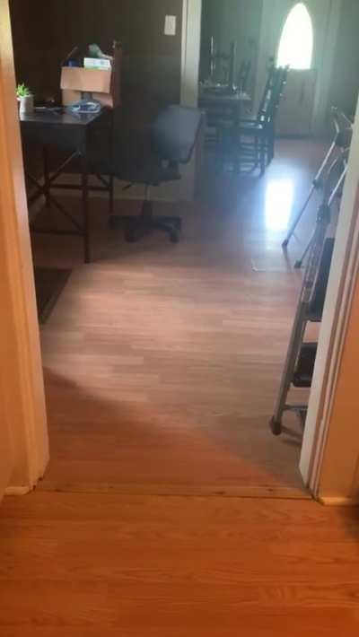Pup is scared to walk through the doorway, so his brother shows him it’s okay.