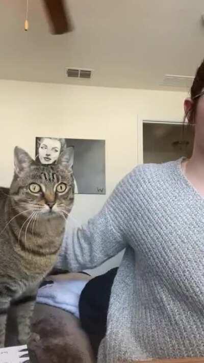 Hooman.. why you paying attention to dumb work?! Pet me!!