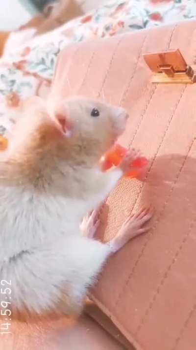 My sick little girl getting spoilt with a little bit of watermelon 🍉❤️ She's on antibiotics from the vet, so hopefully she'll feel better soon.