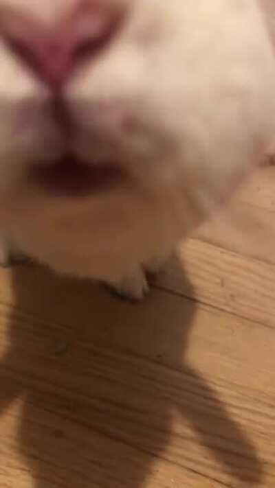 mochi and her (sniffly honks???)