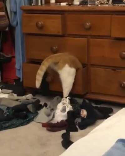 Can I fits? Let us find out