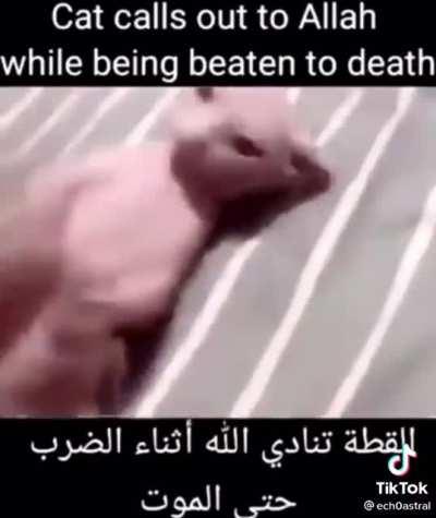 My yuumi after I die