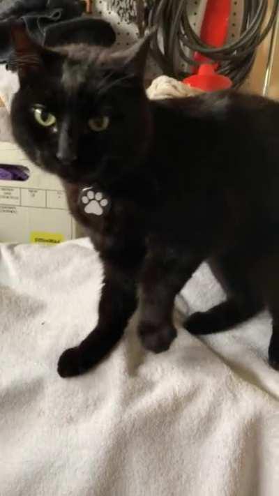 This sweet boy belongs here