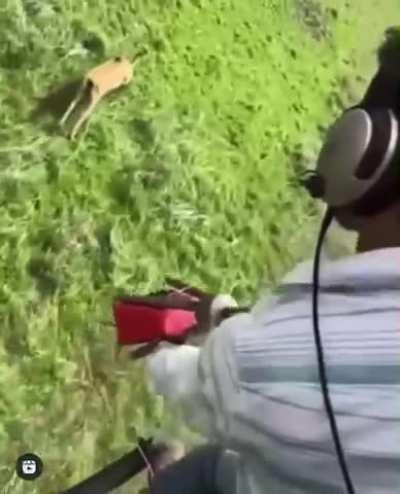 Catching deer for relocation