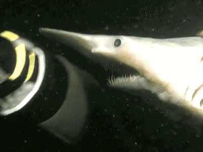 The alien-like jaws of a goblin shark.