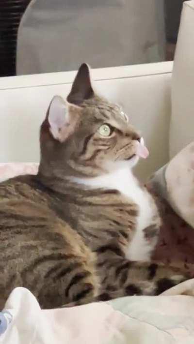 Does anyone know how to reset a cat?