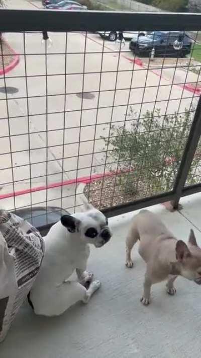 This dog sounds like he's selling hotdogs at a baseball game.