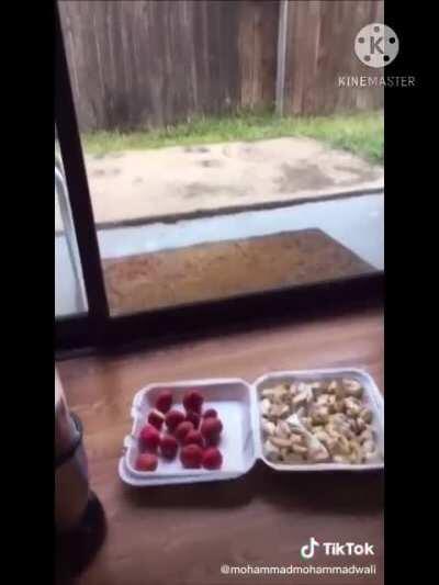 Hey everyone! So, I’m trying to make Mohammad’s anti-coronavirus juice. From what I can understand, it has lemon juice, and garlic, but I am not sure what the other ingredient is? I can’t quite make out what he is saying, does anybody know what that is?