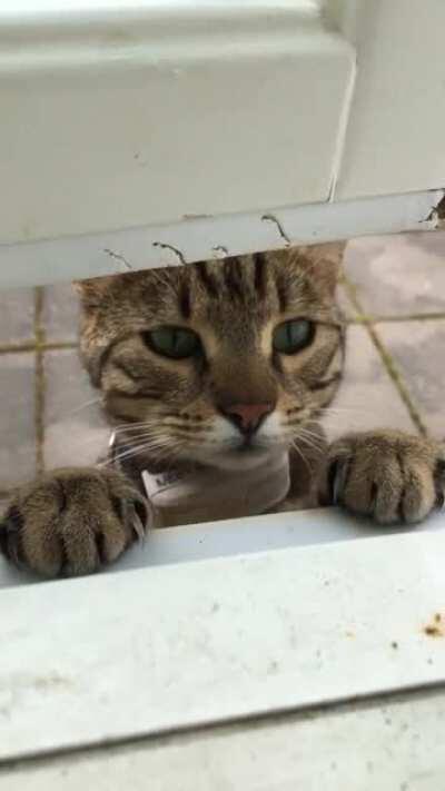 Saw a pair of paws on the window sill and went to investigate, turned out to be my neighbor's cat Neo
