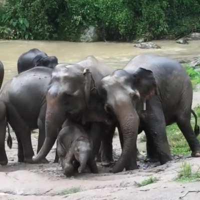 Baby elephant enjoying the rain