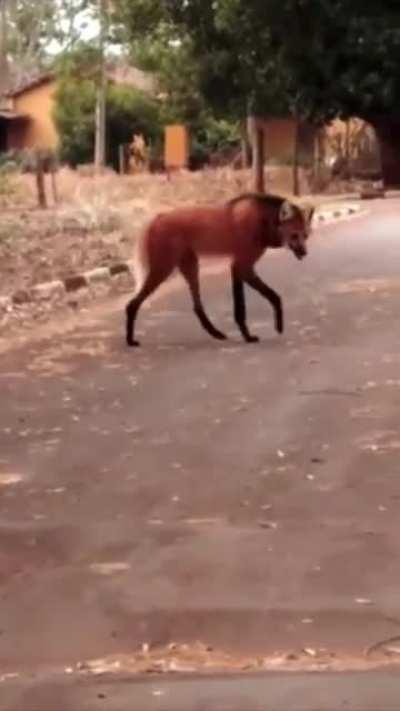 The Maned Wolf (Chrysocyon brachyurus) is the only living member of its genus, they’re also the tallest canid in South America