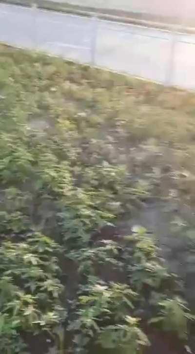 They said plant something. I guess I'll be moving.