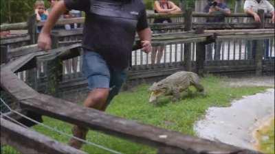 Did you know alligators can run as fast as dogs!