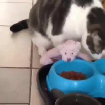 to feed his toy bear