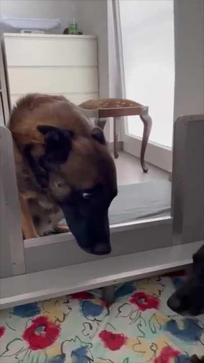 Dog Father amazed and surprised with his Puppies after see them for the first time