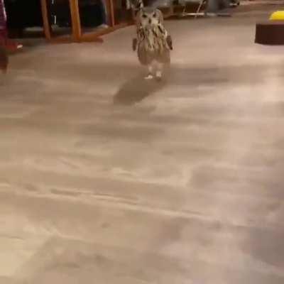 That's how Owl run 