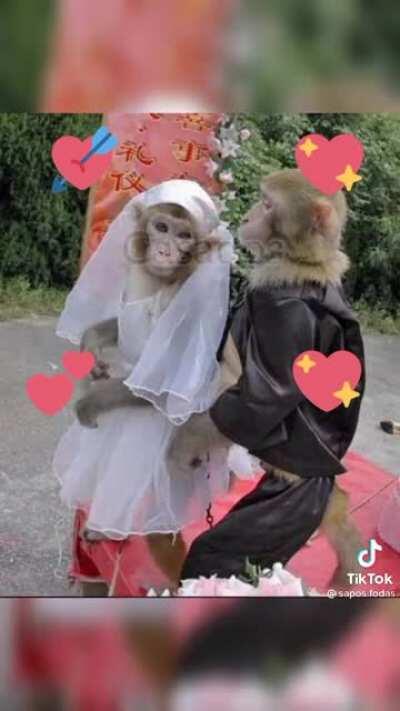 Olha o drip dos mamaco