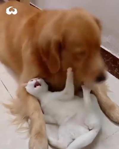 This Is The Sweetest And Cutest Friendship I've Ever Seen.