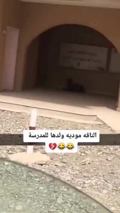 A camel taking her calve to school