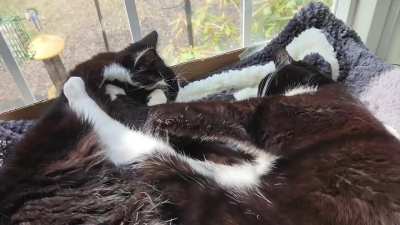 Nothing better than biscuits on your brother