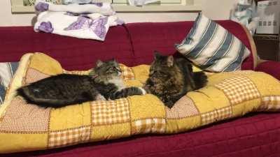 I think it is a 1-seat sofa.