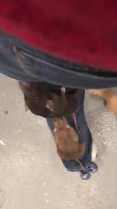 What walking around in my rat room feels like