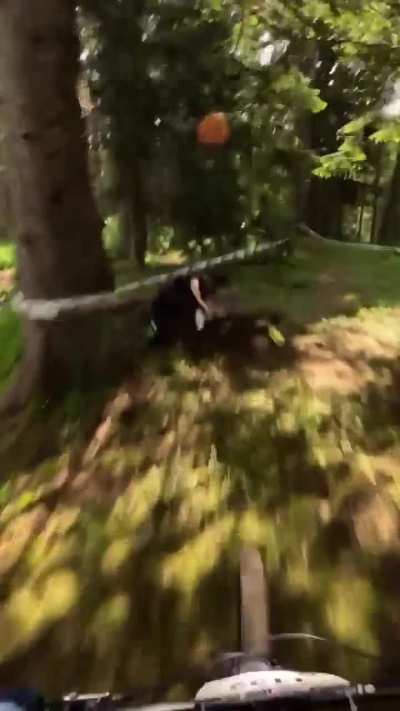 who put that tree there