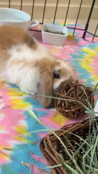 Fleetwood Hops favorite toy!