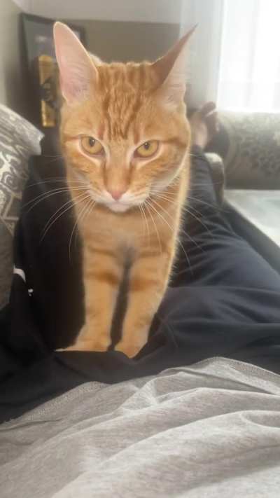 Orange cat supremacy