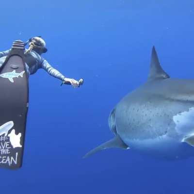 Ocean Ramsey and her team encountered this 20 ft Great White Shark near the island of Oahu, Hawaii. It is believed to be the biggest ever recorded.