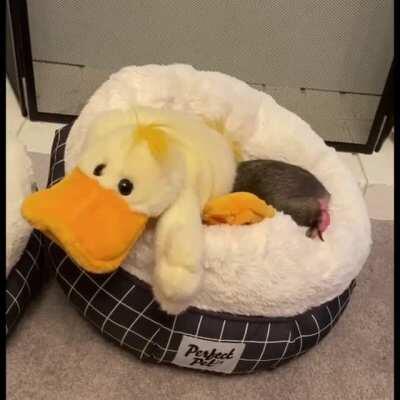 Rescued baby wombat putting himself to bed