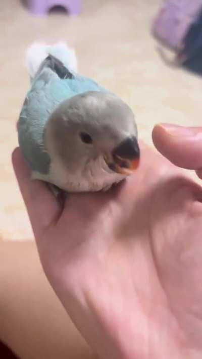 It's been 35 days now, It's so cute.