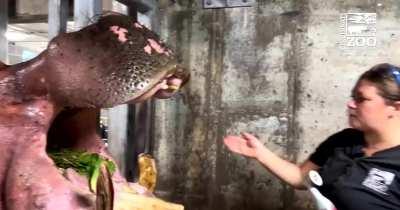 Absolute unit of hippo 