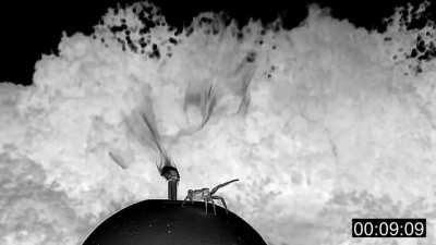 Crab Spider Creates Parachute To Take Flight
