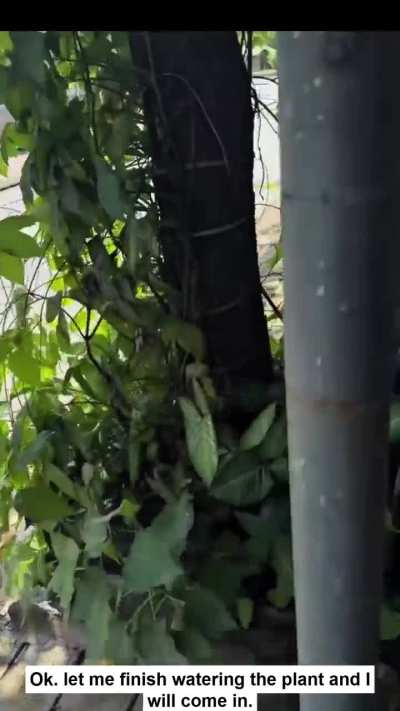 Remember to water your plant