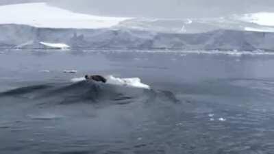 Банда косаток образует массивную волну, чтобы сбить тюленя со льдины