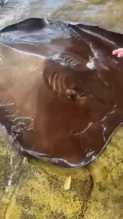 Majestatic ocean flap flap.