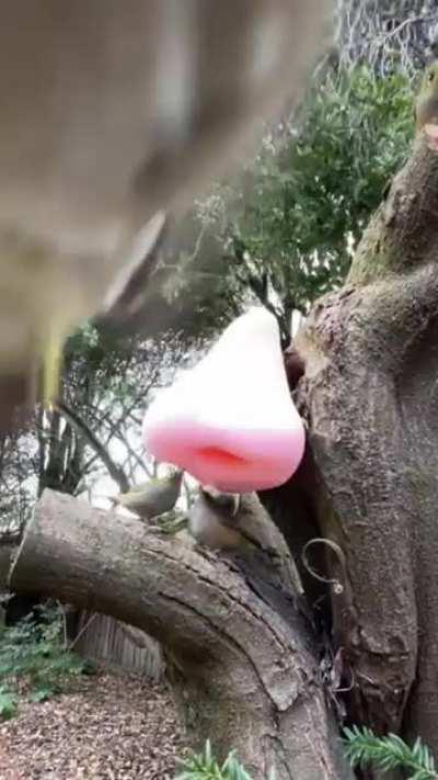 So I made this booger dispenser for birds