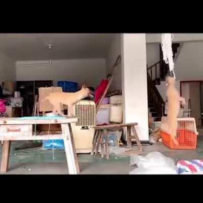 Why not swing together