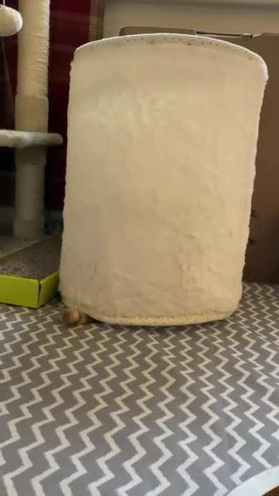 Braincell connecting with the mighty paws