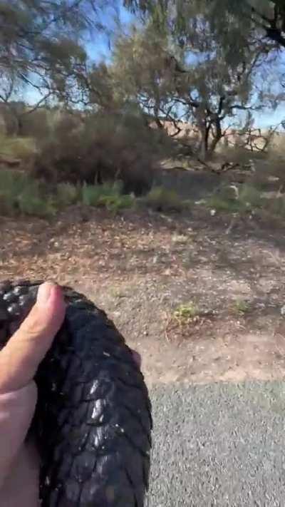 Mick Fullerton saves an Eastern Shingleback Skink