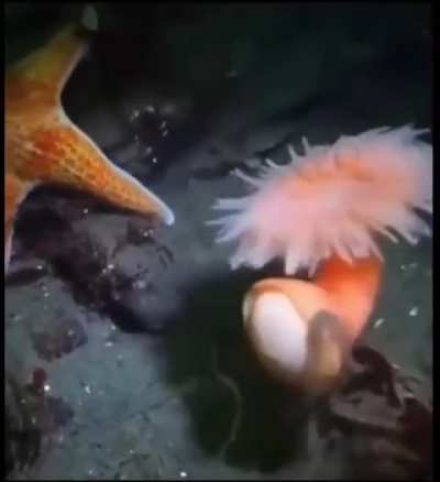 Sea Anemone runs away from a Starfish