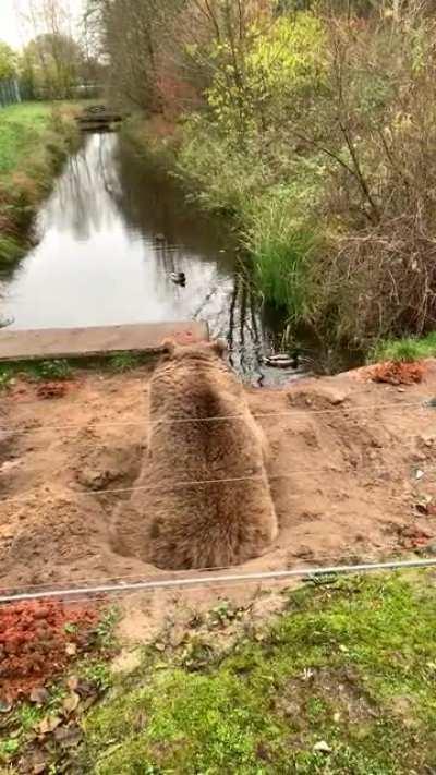 This bear dug a sitting pit to watch her favorite duckies
