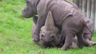 Even baby tanks can irritate their mothers occasionally.