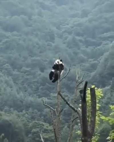 Panda hanging out at the top of a tree